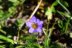 Gentiana arisanensis