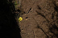 Gentiana scabrida