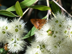 Trapezites symmomus
