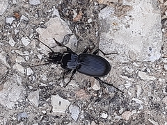Pterostichus melas