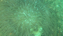 Macrodactyla doreensis