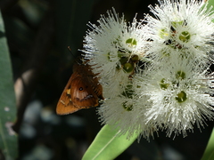 Trapezites symmomus