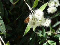 Trapezites symmomus