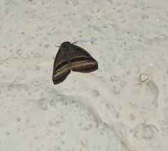 Ricaniidae