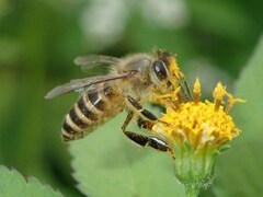 Apis cerana japonica