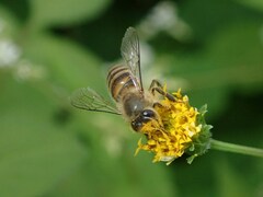 Apis cerana japonica