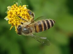 Apis cerana japonica