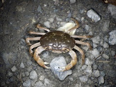 Geothelphusa dehaani