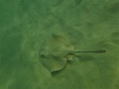 Trygonoptera testacea