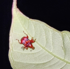 Apoderinae