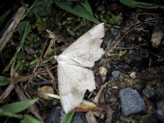 Peratostega deletaria