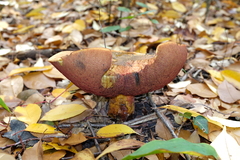 Neoboletus erythropus