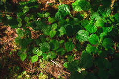 Urtica thunbergiana