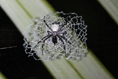 Argiope submaronica