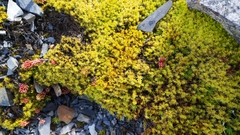 Sedum morrisonense