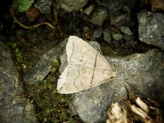 Herminia grisealis