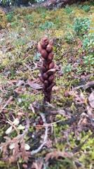 Xylanche himalaica