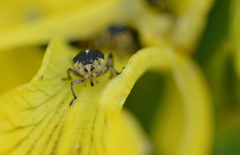 Mononychus punctumalbum