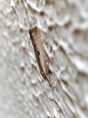 Agriphila trabeatellus