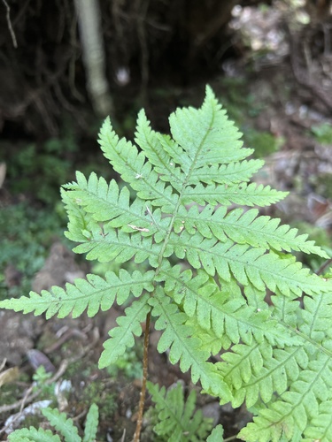 Sadleria wagneriana observed 2022-10-11
