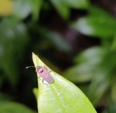 Elasmolomus squalidus