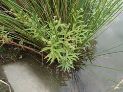 Penthorum chinense
