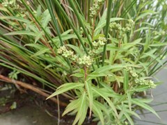 Penthorum chinense