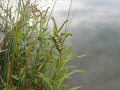 Penthorum chinense