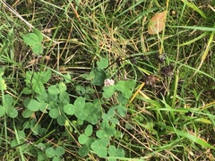 Trifolium hybridum