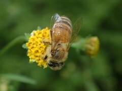 Apis mellifera