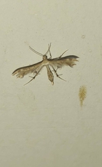 Pterophoroidea