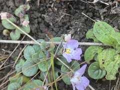 Diclis rotundifolia