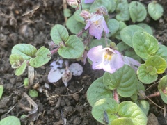 Diclis rotundifolia