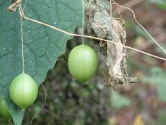 Zehneria japonica