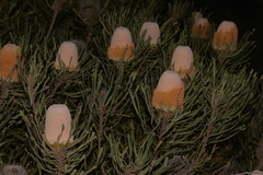 Banksia hookeriana