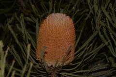 Banksia hookeriana