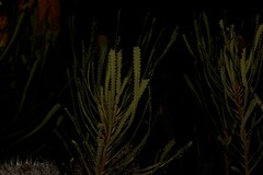 Banksia hookeriana