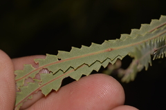 Banksia hookeriana