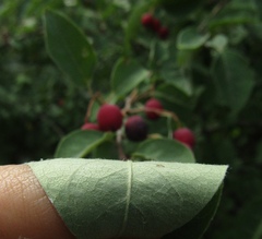 Cotoneaster multiflorus