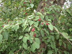 Cotoneaster multiflorus