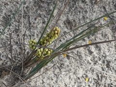 Lomandra collina