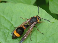 Oreumenes decoratus