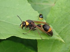 Oreumenes decoratus