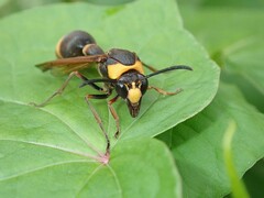 Oreumenes decoratus
