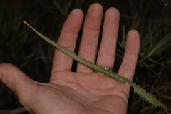 Banksia hookeriana