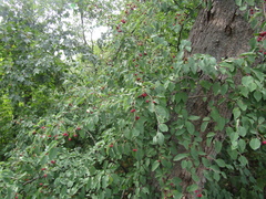 Cotoneaster multiflorus