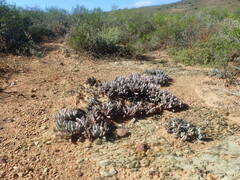 Brianhuntleya intrusa