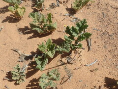 Pelargonium radulifolium