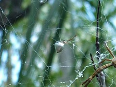 Argyrodes antipodianus