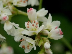 Fagopyrum cymosum